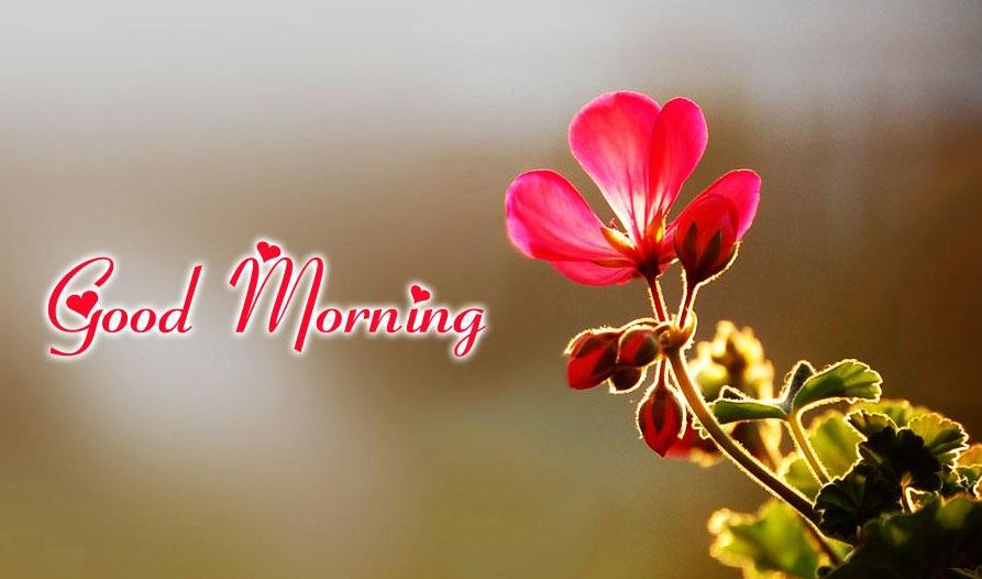 Beautiful Good Morning Images Pic