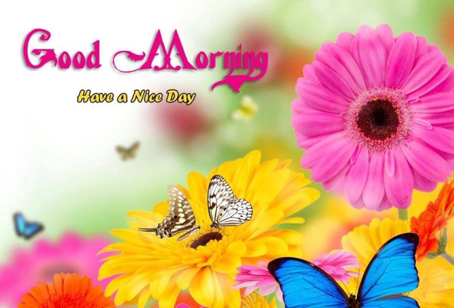 Have a Nice Day Good Morning Flowers Images for Facebook
