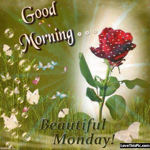 Good Morning Beautiful Monday Rose Flower GIF